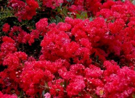 031c4e71bc798cd013487efde2fcd744--bright-flowers-red-flowers