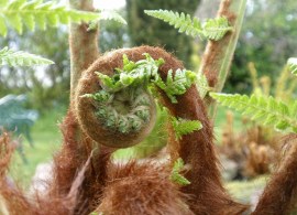 1-dicksonia-antarctica-soft-tree-fern-agm-hardy