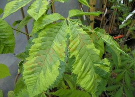 1024x768n,aesulus_x_carnea_marginata