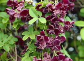 12185-00-bakie_20120504162500