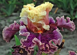 1312332820_w500_h500_iris-afternoon-colours