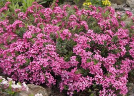 19-daphne-cneorum