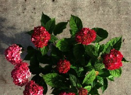 2016-09-06-photo-000000609