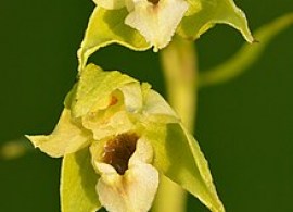 220px-epipactis_helleborine_-_keila