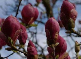 552480484_3_644x461_magnoliya-genie-magnolya-dzhen-sad-ogorod