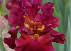 5937034.iris_rip_city