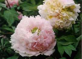 663fb10154f3bbf667f2b22ea7ccfe48