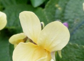 68f636e1e95981e808adea2d2475abeb--saintpaulia-pansy2