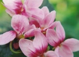 68f636e1e95981e808adea2d2475abeb--saintpaulia-pansy