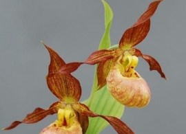 6a3705260268e4e483587aac22ae3548--orchid-flowers-orchids