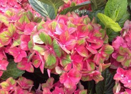 7f5eb4e84daee601deb30b441544531e--hydrangeas-lilacs
