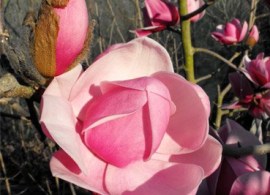 8549_magnoliya-brixton-belle
