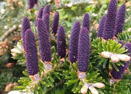 abies-koreana-13