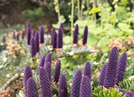 abies-koreana-1