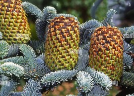 abies-procera-glauca-varieta-edeltanne-j5d8h6