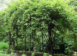actinidia_arguta5