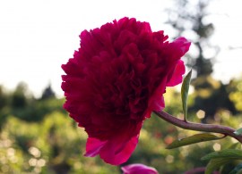 ae699b01868f9cdbf58fd88555ba9479