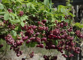 akebia-quinata-the-chocolate-vine-512-p