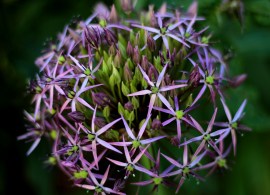 allium-christophii-4278881_960_720