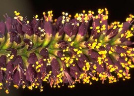 amorpha_fruticosa_big08