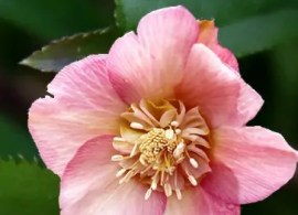 anemone-yellow-spoted4