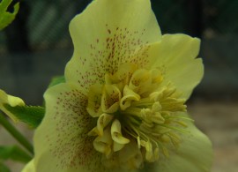 anemone-yellow-spoted