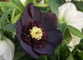anemone_dusky_grape_shades_resized
