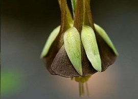 aquilegia_viridiflora7