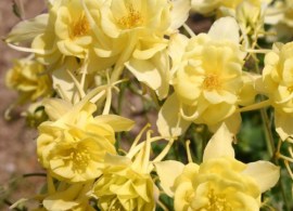 aquilegiasunshine-500x500