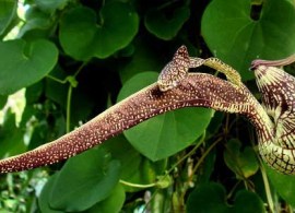aristolochia-ringens-large-calico-flower