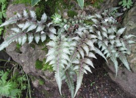 athyrium-niponicum-var.-pictum-in-nook-rbg-2015.jpg-1024x768