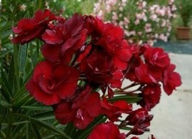 big_0010482308