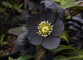black-diamond-4