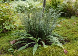 blechnum-spicant-scaled