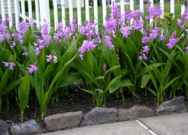 bletilla-scaled