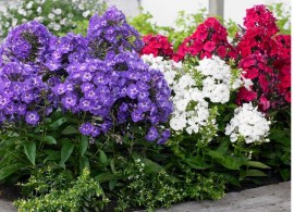 bloomsz-flower-bulbs-09798-64_10003