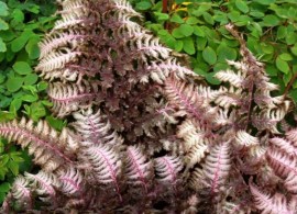 brokatfarn-burgundy-lace-athyrium-niponicum-burgundy-lace-burgundy-lace