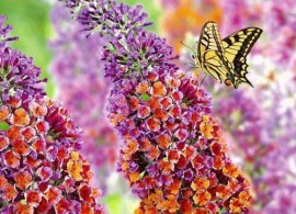 buddleya-flauer-pauer_1