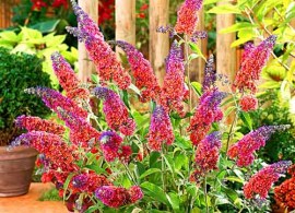 buddleya-flauer-pauer_2
