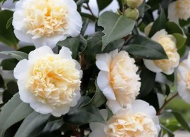 camelia-japonica-mont-blanc-2