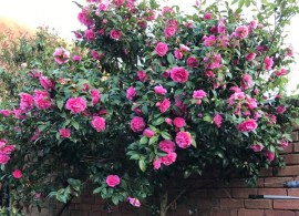 camellia-japonica-debbie