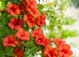 campsis-madam-galen-flowers750x750