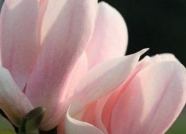 ce6244ca3fdcfff2fb4c6cbdb2a6f9dc--alabaster-magnolias
