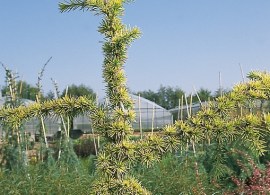 cedrus-atlantica-aurea-pinaceae-zeder-1