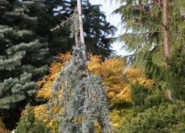 cedrus-atlantica-blue-fountain