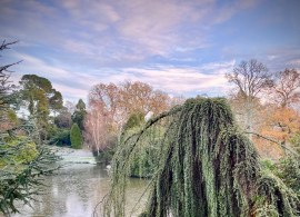 cedrus-atlantica-glauca-pendula-2