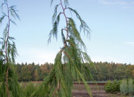 chamaecyparis-lawsoniana-dik-s-weeping-syn-dicks-weeping-cupressaceae-scheinzypresse-1