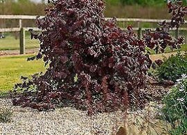 corylus-avellana-red-majestic-violet-tire-bouchon-hazel-3