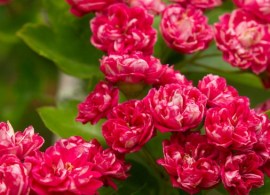 crataegus_aevigata_pauls_scarlet_1381a