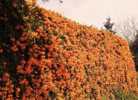 cura-della-pianta-pyrostegia-venusta-o-bignonia-invernale-780x470